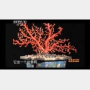 20120113����ҕ�l�͹Pӛ:���M(j��n)��Ȫ(��),����,�h��,�tɺ��,���Ⱦ