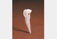 ���(zh��n)��������ӂ�ĈDƬ�����c��������b�p���^��